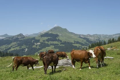 Traversée des Alpages des Aravis - Photo 11