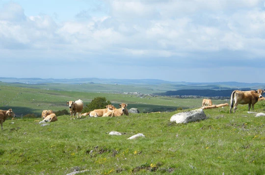 Tour de l'Aubrac en liberté - Photo 8