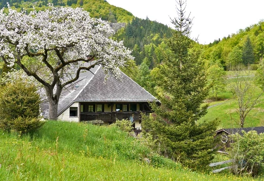 Traversée de la Forêt Noire en liberté - Photo 9