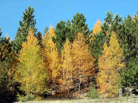 Couleurs d'automne en Queyras - Photo 8