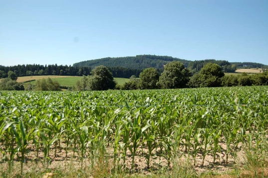 Chemins de Compostelle : Charlieu - Montbrison - Photo 1