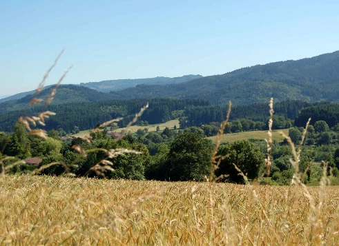 Chemins de Compostelle : Charlieu - Montbrison - Photo 3