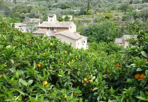 Les baleares : Majorque en liberté - Photo 6