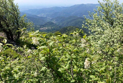 Rando & Bien Etre dans les Hautes Vosges - Photo 4