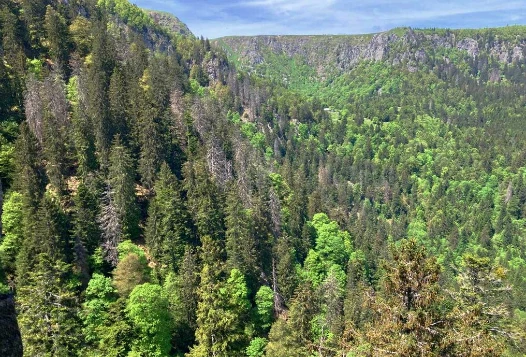 Rando & Bien Etre dans les Hautes Vosges - Photo 7