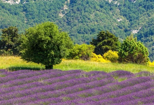 Sur les Pas des Huguenots - De Poët Laval à Die - Photo 7