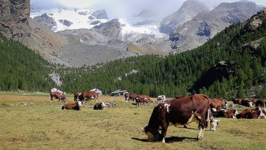 Cimes et Lacs du Mont-Rose - Photo 4