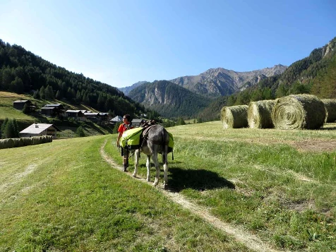 Rando Queyras avec un âne - Photo 5