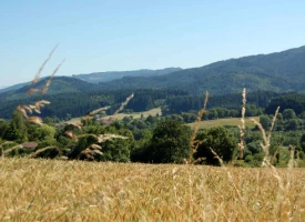 Chemins de Compostelle : Charlieu - Montbrison - Photo 3