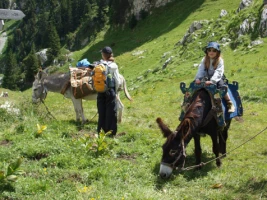 Tour de Chartreuse avec un âne - Photo 1