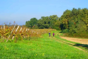 Chemins de Compostelle : Lectoure - Aire sur Adour - Photo 2