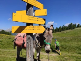 Rando Queyras avec un âne - Photo 1