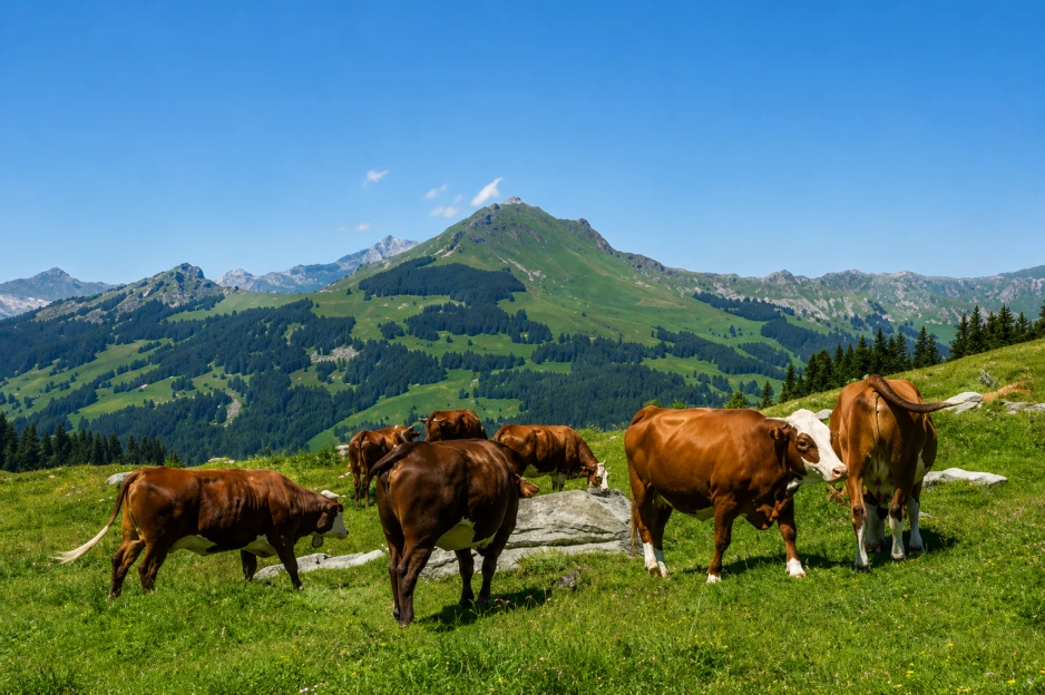 Les Aravis vous sourient